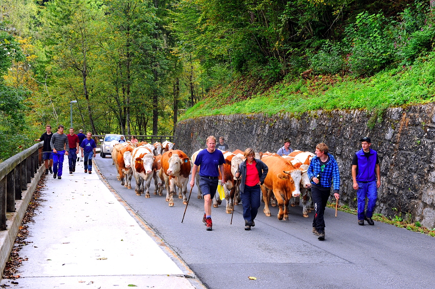 k-013. Almabtrieb bei Bischofswiesen 23.09.2012 hr